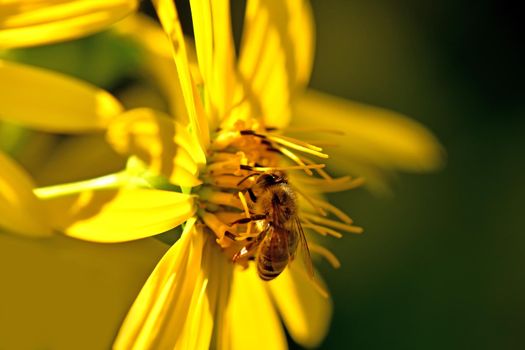 bee with pollen on a yellow flower