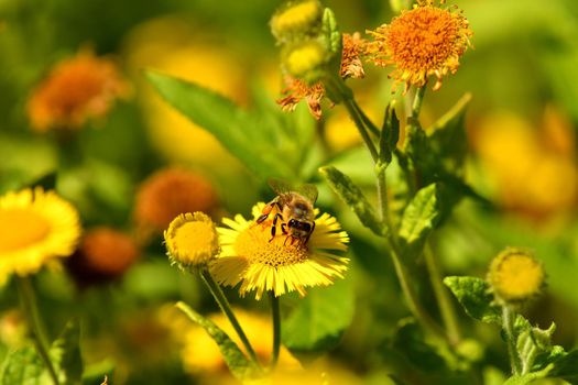 bee with pollen on a yellow flower