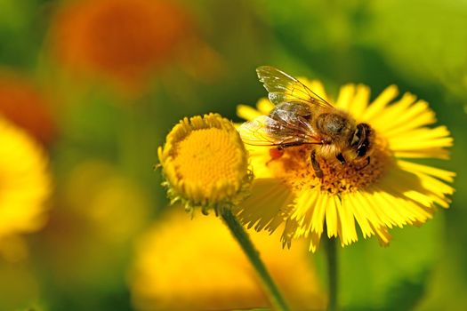 bee with pollen on a yellow flower