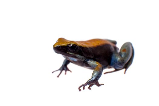 Blue-legged mantella, Mantella expectata, isolated on white background