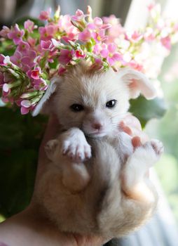 Pretty fennec fox cub with pink flowers on hands