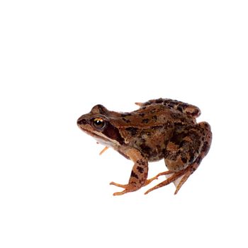 Common brown frog, rana temporaria, looking up at camera on white background with clipping path