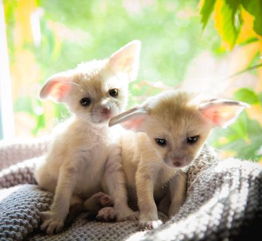 Cute fennec fox cubs in front of window with luminious background