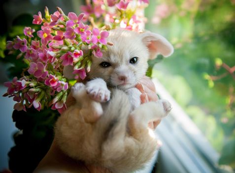 Pretty fennec fox cub with pink flowers on hands