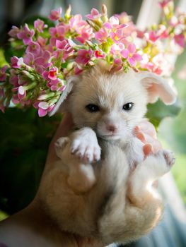 Pretty fennec fox cub with pink flowers on hands