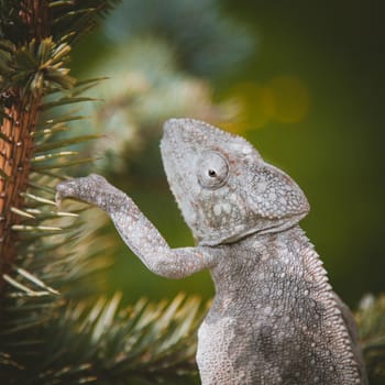 The Oustalet's or Malagasy giant chameleon, Furcifer oustaleti, female isolated on white