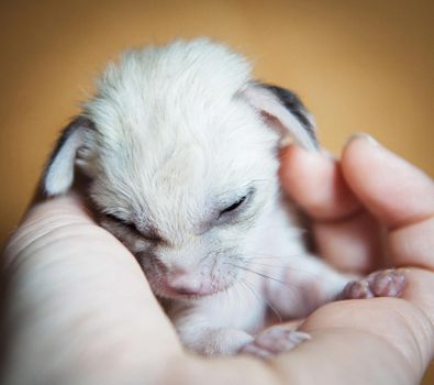 The fennec fox cub, Fennecus zerda, in human hands