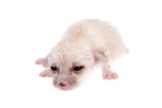 The fennec fox cub, Fennecus zerda, isolated on white