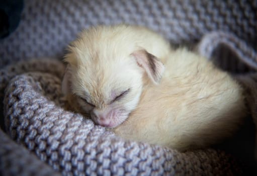 The fennec fox cub, Fennecus zerda, on knitted