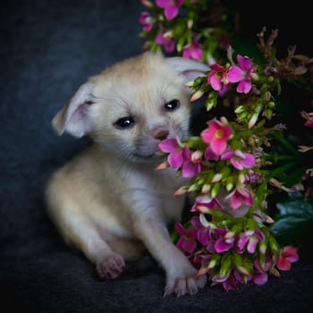 Cute Newborn fennec fox cub on black with pink flowers