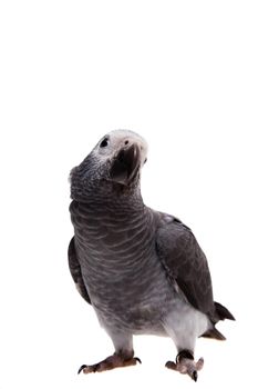 African Grey Parrot, Psittacus erithacus timneh, isolated on white background