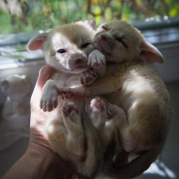 Cute fennec foxes cub in front of window on human hands