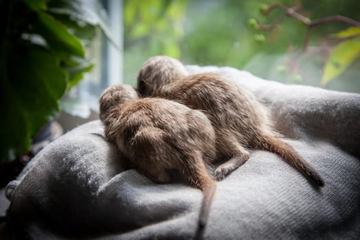 The meerkat or suricate cub, Suricata suricatta, in front of window