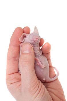 Hairless House mouse, Mus musculus isolated on white background