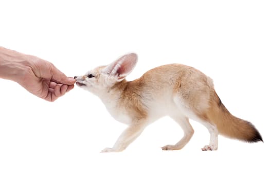 Pretty Fennec fox, Vulpes or Fennecus zerda cub on white background