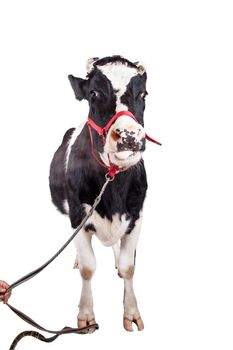 Scared Black and white cow Isolated On White background