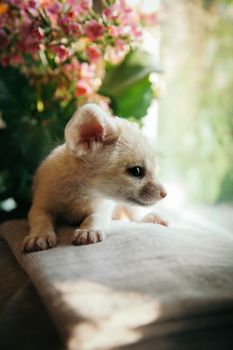 Pretty fennec fox cub with pink flowers on hands