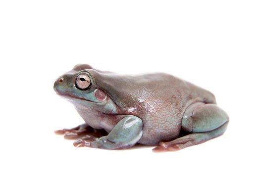 Australian Green Tree Frog, Litoria caerulea, isolated on white background