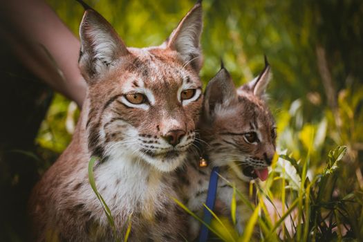 Beautiful Eurasian lynx with cub, lynx lynx, at summer field