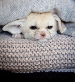 Cute Fennec fox cub 1.5 months old on black backgorund