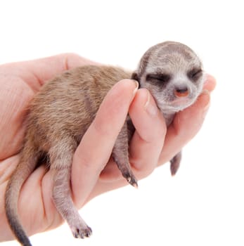 The meerkat or suricate cub, Suricata suricatta, isolated on white