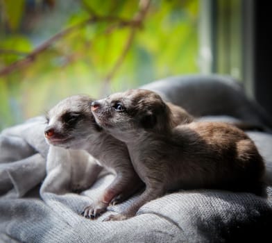 The meerkat or suricate cub, Suricata suricatta, in front of window