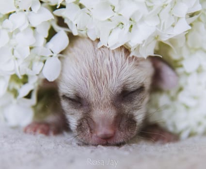 Cute Newborn fennec fox cub 7 days old in white flowers