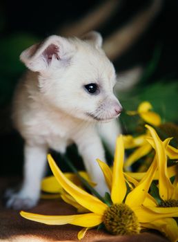 Cute fennec fox cub on black with yellow flowers