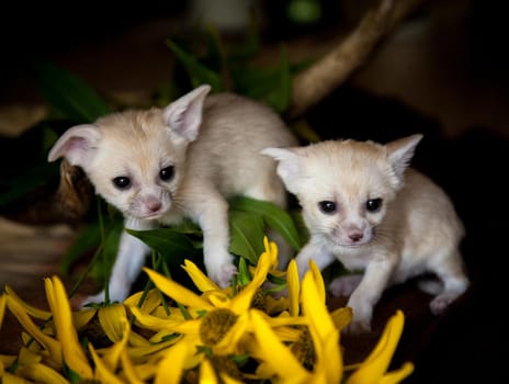 Cute fennec fox cubs on black with yellow flowers