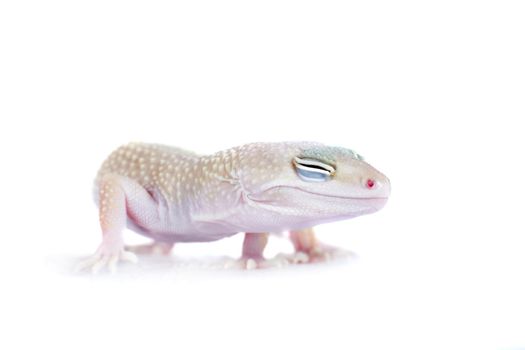 Tangerine Tremper Leopard Gecko on a white background