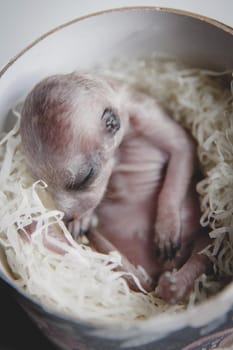 The meerkat or suricate cub, Suricata suricatta