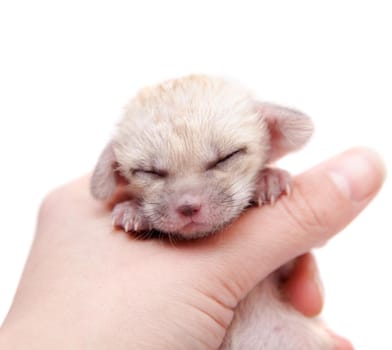 The fennec fox cub, Fennecus zerda, isolated on white