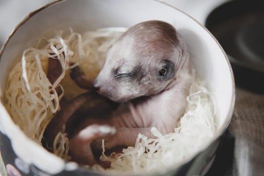 The meerkat or suricate cub, Suricata suricatta