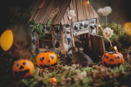 Pretty domestic mice on Haloween costume party with pupmpkins