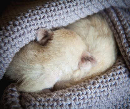 The fennec fox cub, Fennecus zerda, on knitted