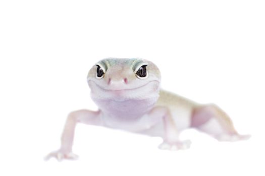 Tangerine Tremper Leopard Gecko on a white background