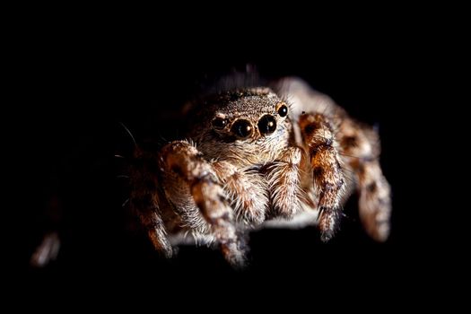 Portrait of a Jumping spider isolated on black background