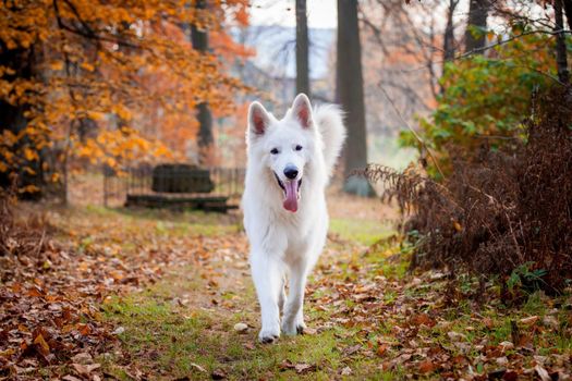 Amazing white swiss shepherd dog in autumn park