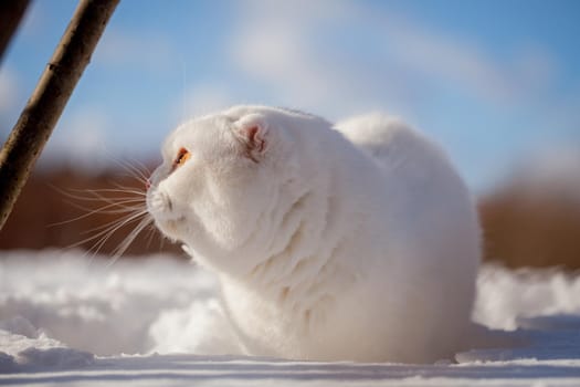 White cottish Fold cat portrait in winter field