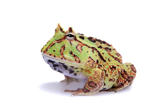 The Fantasy horned frog isolated on white background