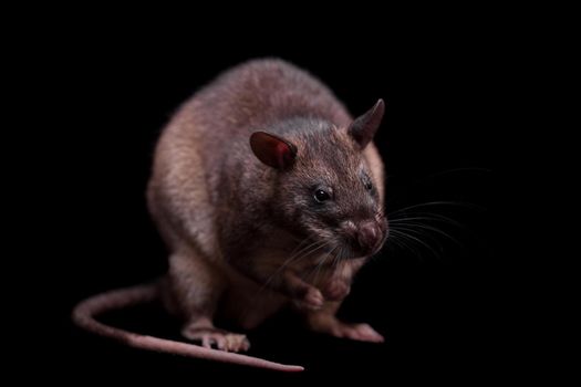 Gambian pouched rat, Cricetomys gambianus, isolated on black background