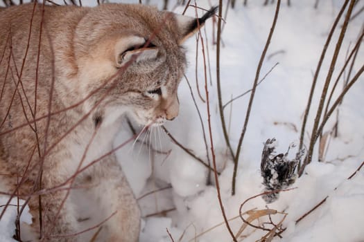 Beautiful Eurasian bobcat, lynx lynx, in winter field