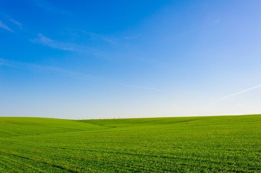 Green Field of wheat, blue sky and sun, white clouds. wonderland