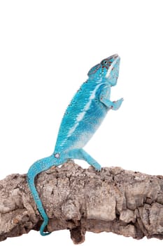 The panther chameleon Nosi be, Furcifer pardalis isolated on white background