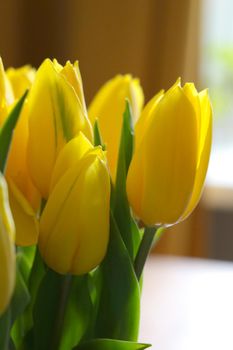 Close-up of a bouquet of yellow tulips in a vase