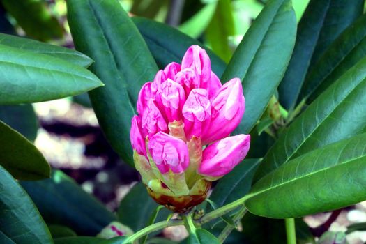 Close-up of a flowering rhododendron branch in the park in the spring