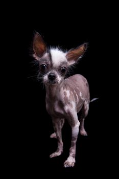 Peruvian hairless and chihuahua mix dog isolated on black background