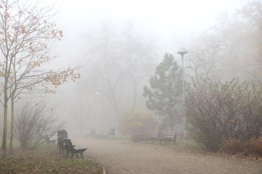 A mystical foggy morning in the park in the fall. The onset of cold weather