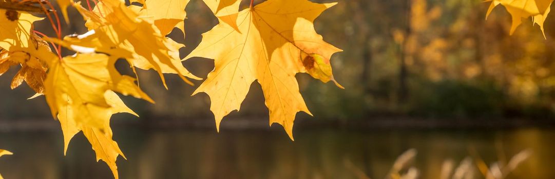 Golden autumn in the park, willow branches in backlight on a sunny day with yellowed and green leaves, branches leaning over the river