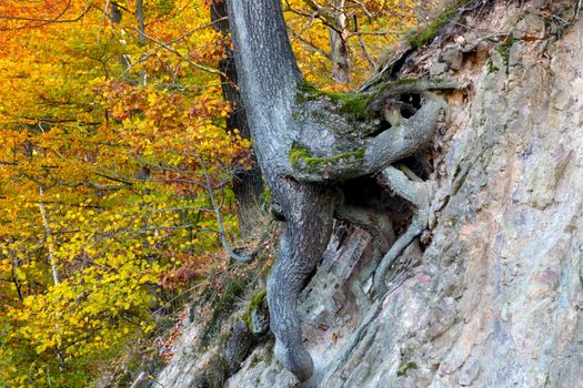 A tree grows on the slope of the mountain. Close-up of the tree roots that grow out of the mountain